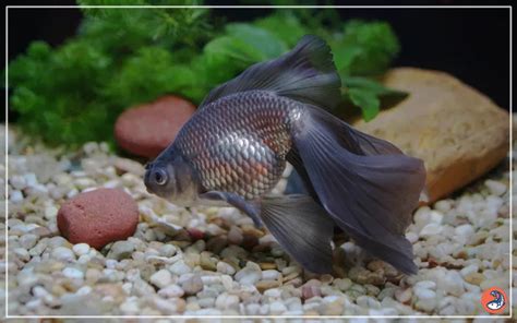 Japanese Rice Fish Care: Complete Guide for Beginners.